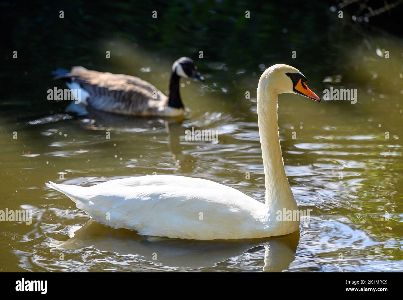 Muto cigno a Kelsey Park, Beckenham, Greater London. Un cigno muto nuota sul lago nel parco con un'oca canadese dietro. Cigno muto (Cygnus olor) Foto Stock