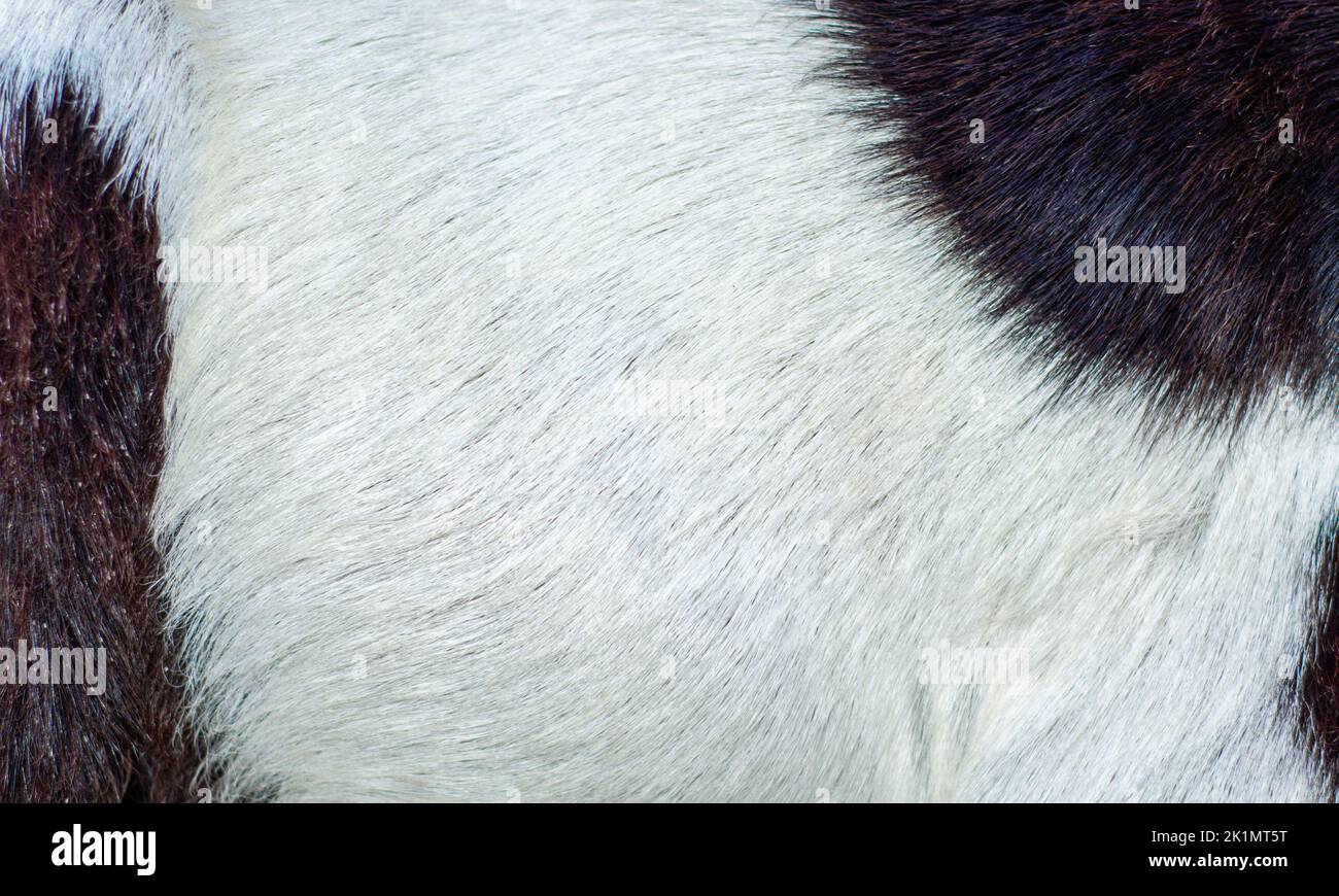 Struttura o modello dei capelli animali Foto Stock