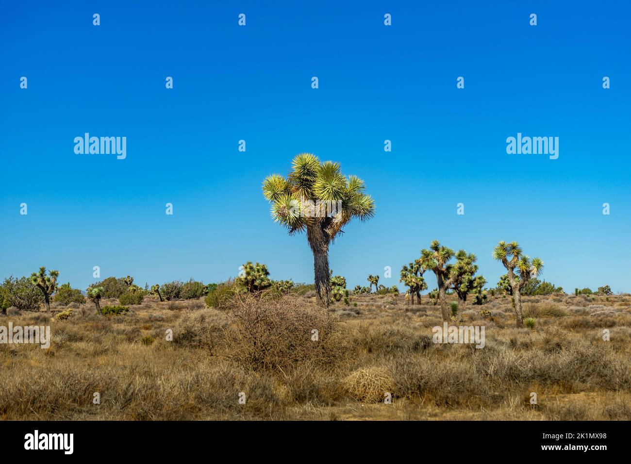 Joshua alberi nel deserto di Mojave in California con cielo blu chiaro Foto Stock