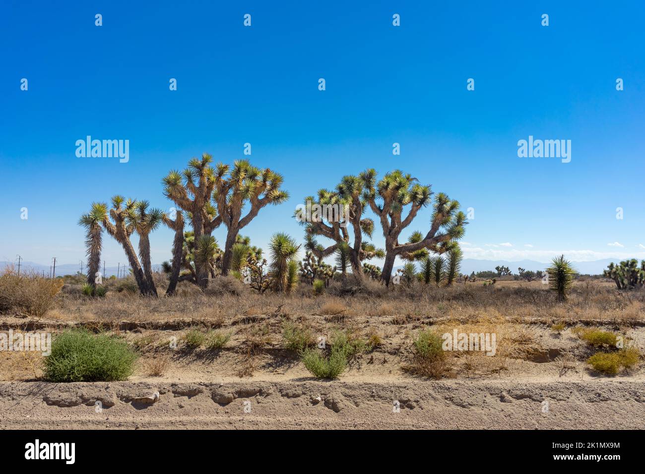 Un boschetto di alberi di Joshua nella zona di Baldy Mesa del deserto di Mojave in California Foto Stock