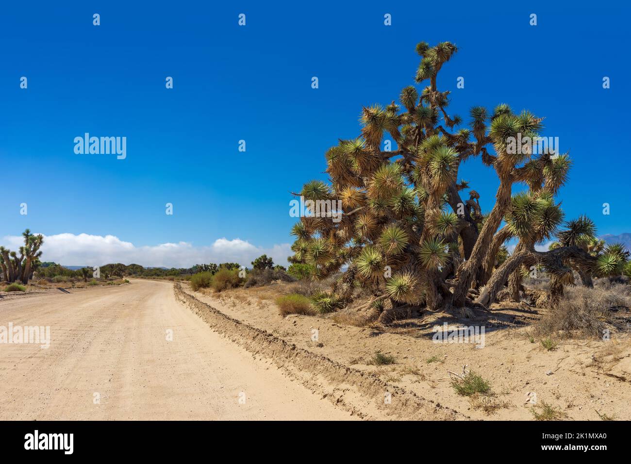 Un grande albero di Joshua e una strada sterrata nel deserto di Mojave in California Foto Stock