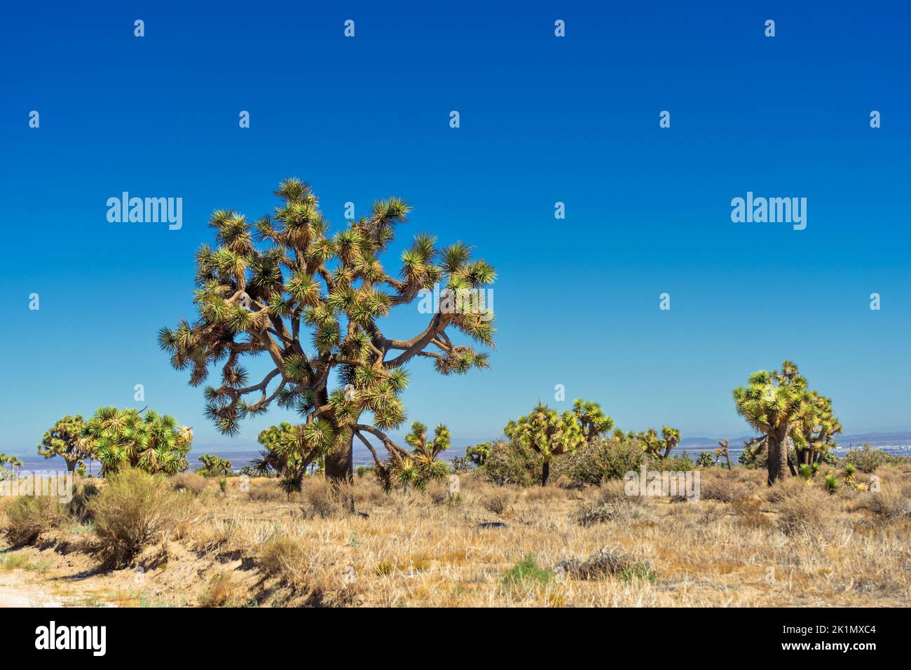 Joshua alberi nel deserto di Mojave in California Foto Stock