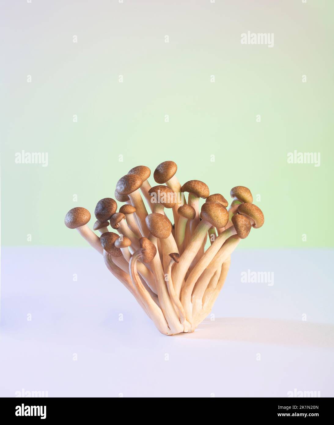 Gruppo di funghi Shimeji su sfondo colorato Foto Stock