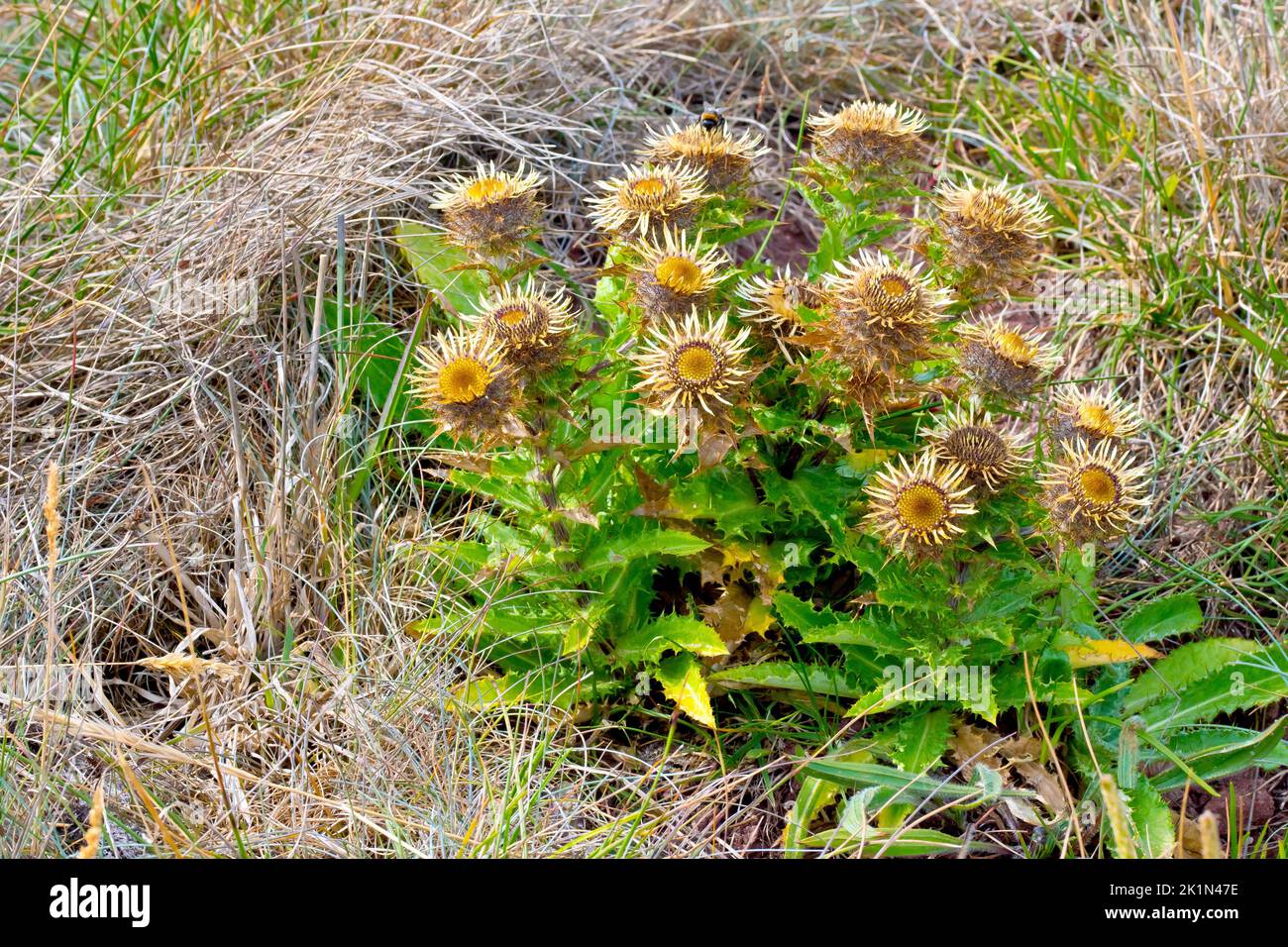 Carline Thistle (carlina vulgaris), primo piano di un gruppo di piante, che mostra le foglie di ficcio e le teste di fiori rayed distintivi. Foto Stock