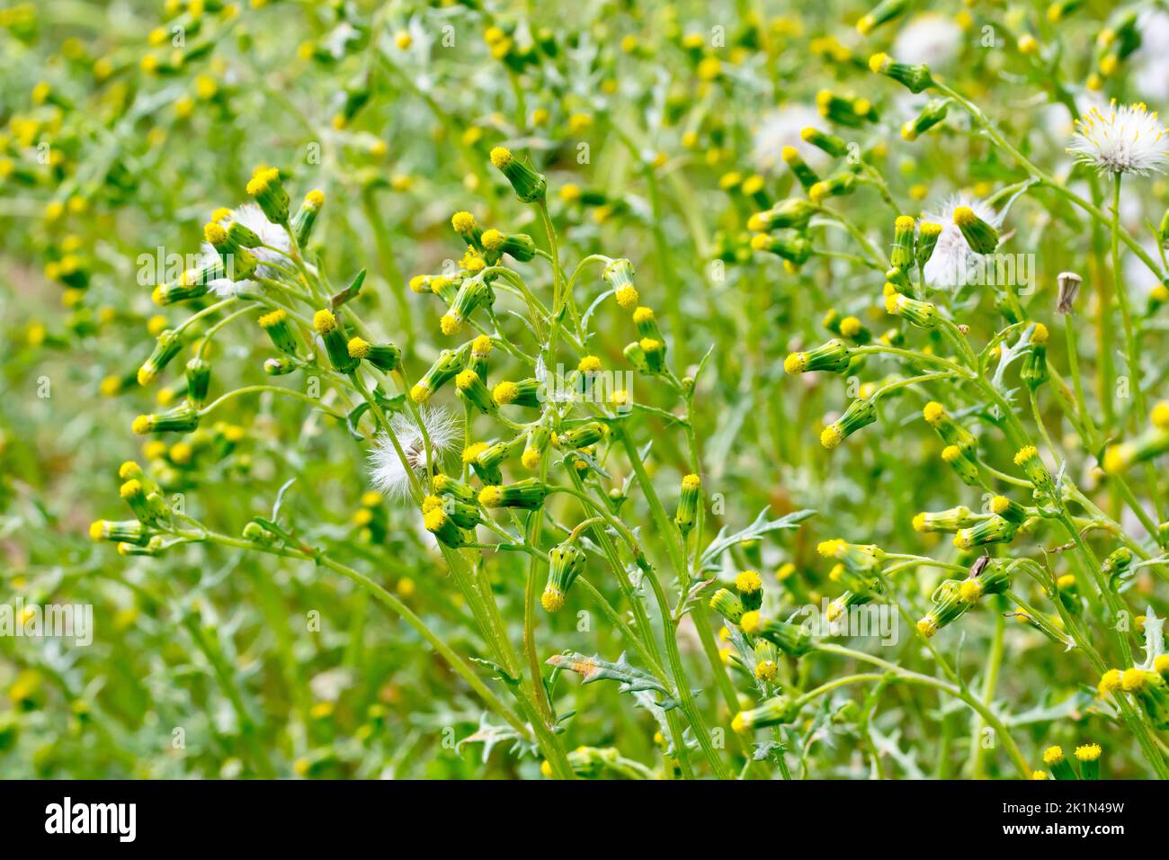 Falda (senecio vulgaris), primo piano di una massa di erbacce comuni che mostrano i fiori minuscoli e le teste di semi di piuma. Foto Stock