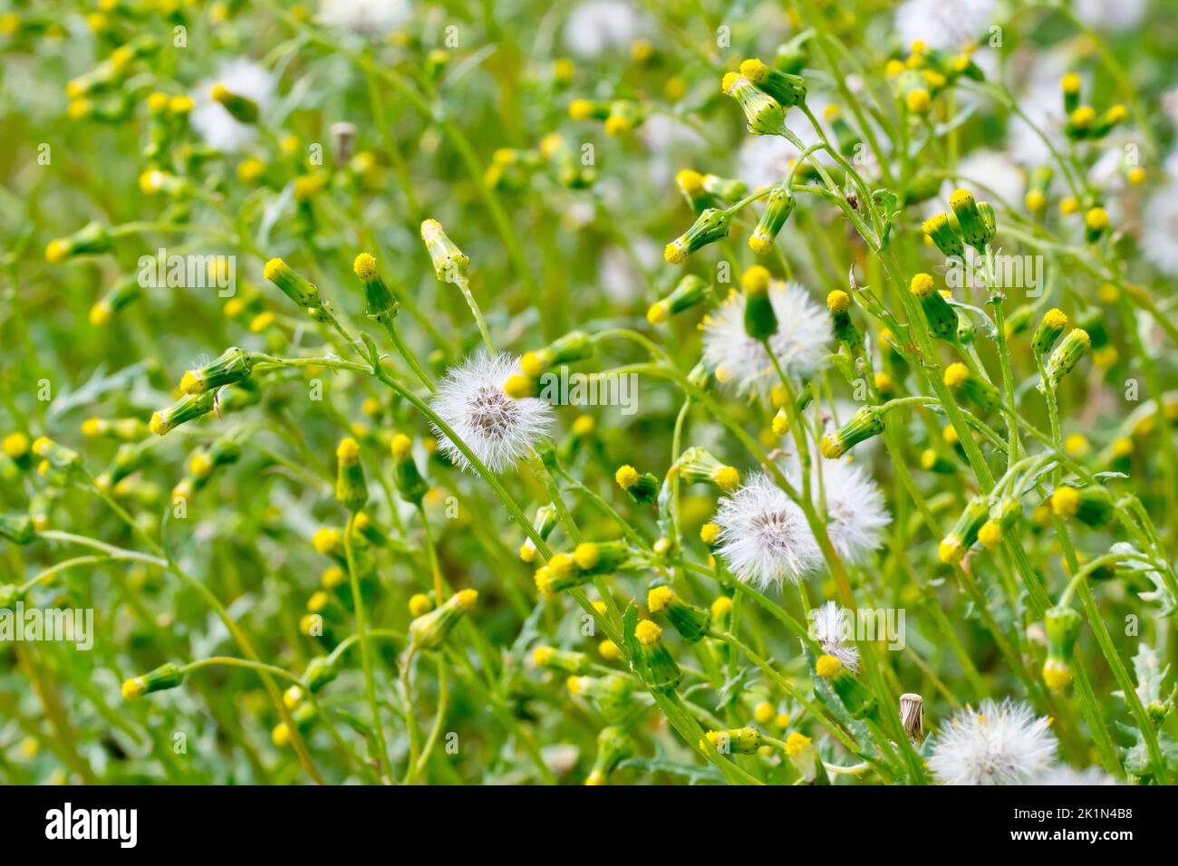 Falda (senecio vulgaris), primo piano di una massa di erbacce comuni che mostrano i fiori minuscoli e le teste di semi di piuma. Foto Stock