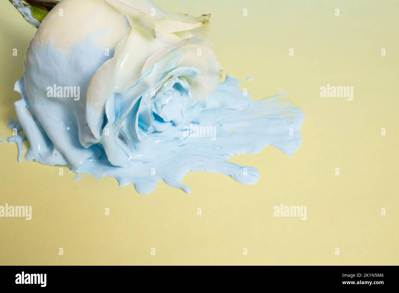 rosa bianca immersa in una vernice blu brillante, su carta gialla, primo piano morbido. Foto Stock
