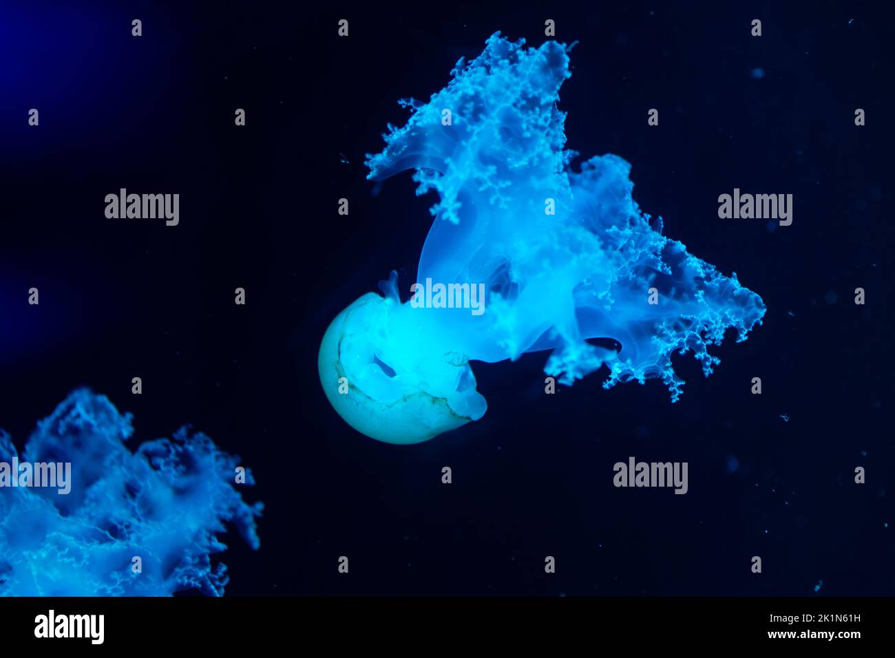 Medusa blu chiaro fluorescente contro l'acqua salata blu scuro Foto Stock