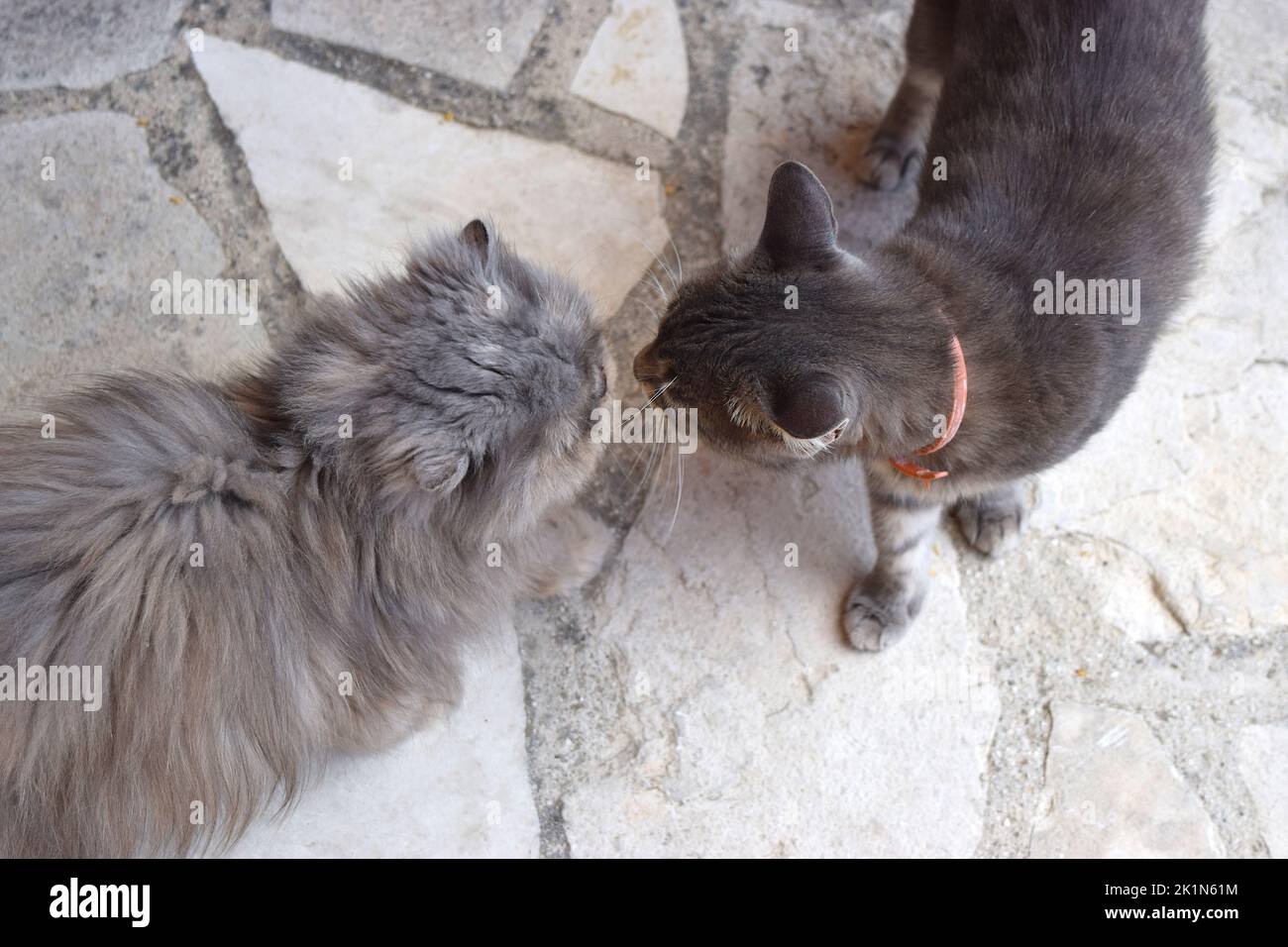 I gatti si sniffano l'un l'altro nel giardino. Foto Stock
