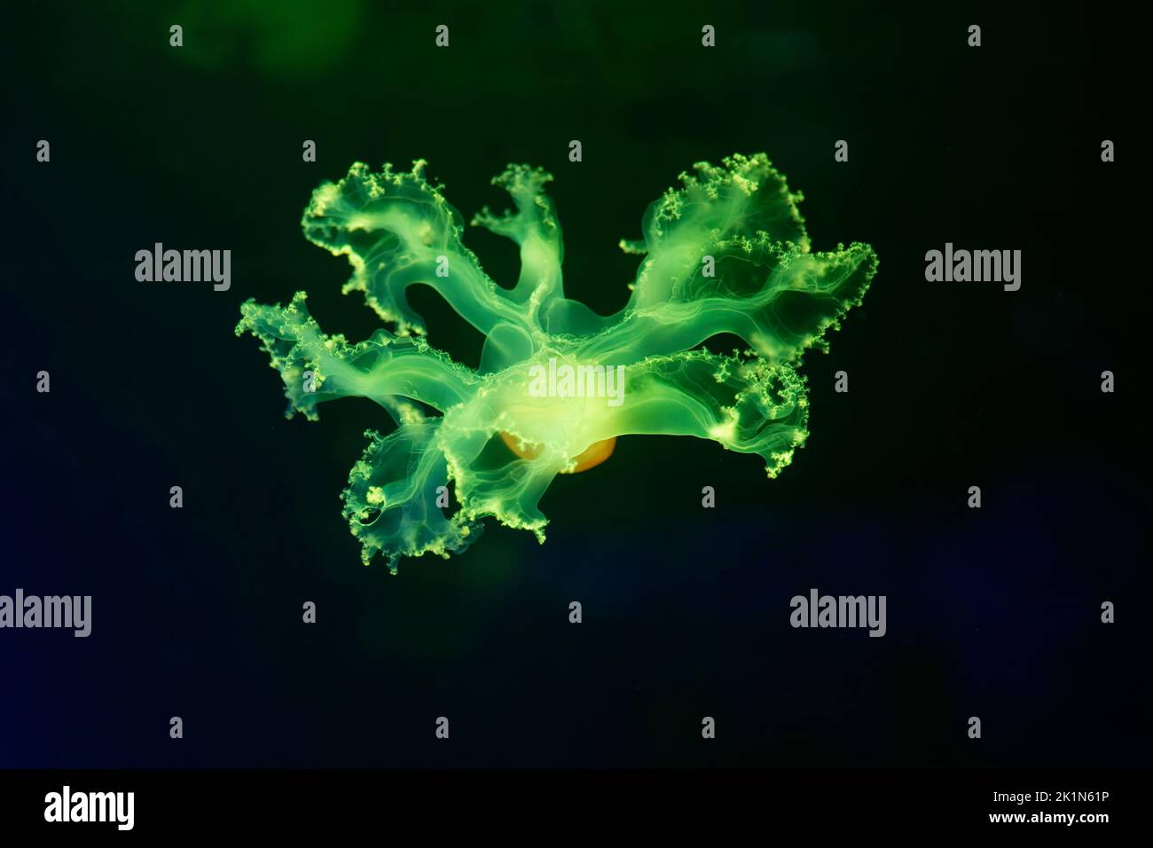 Meduse di colore verde fluorescente e arancione che nuotano nell'acqua salata scura Foto Stock