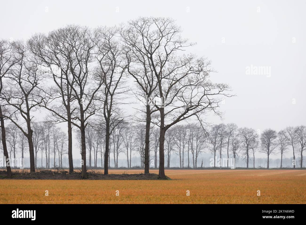 File di alberi nudi in primavera in un campo agricolo nei Paesi Bassi, l'erba è gialla dopo l'uso di Roundup Foto Stock