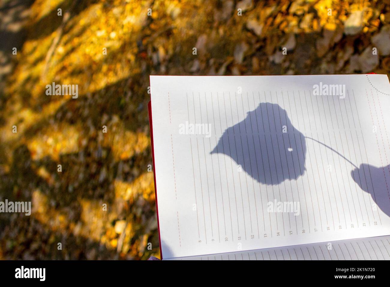 ogni giorno in autunno. l'ombra di una foglia su carta. piani per la caduta Foto Stock