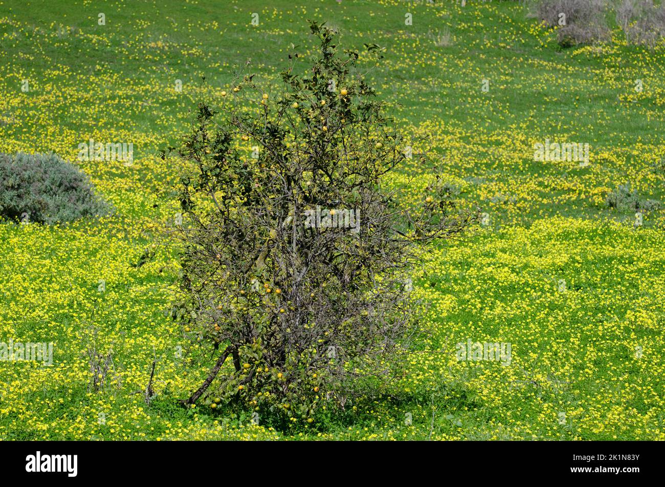 Arancio Citrus x sinensis su un prato di Oxalis pes-caprae. San Mateo. Gran Canaria. Isole Canarie. Spagna. Foto Stock
