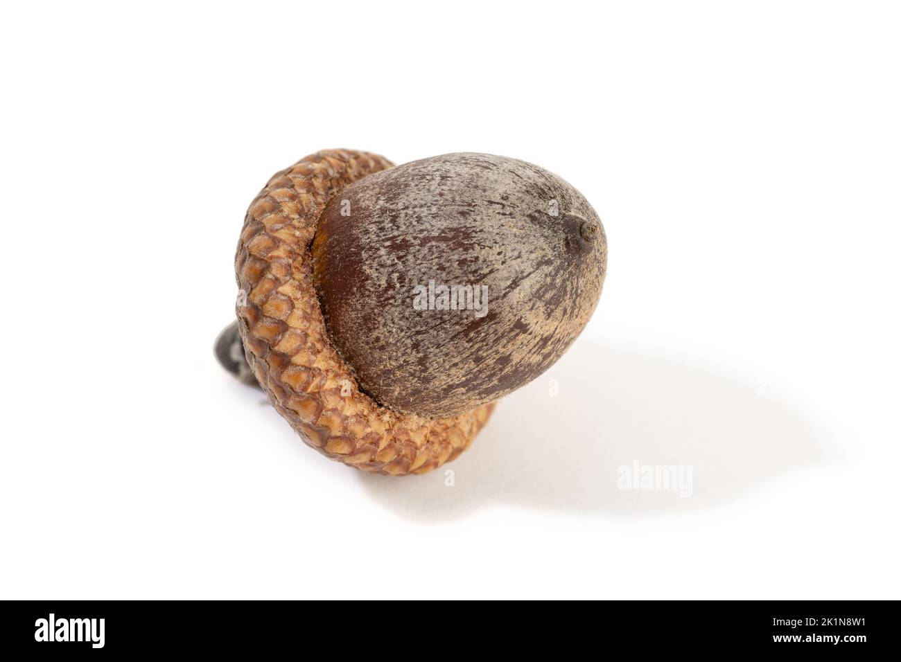 Bella ghianda marrone isolata su sfondo bianco. Seme di Quercus Foto Stock