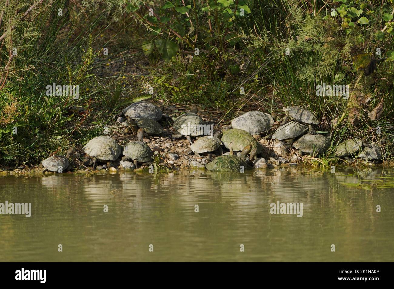 Tartaruga spagnola dello stagno (Mauremys leprosa) che si crogiola sotto il sole tardo su una riva del fiume, Andalusia, Spagna. Foto Stock