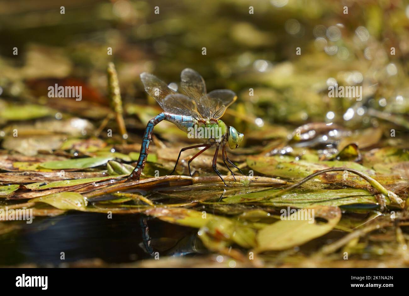 Dragonfly imperatore, dragonfly imperatore Anax, che depone le uova in acqua. Andalusia, Spagna. Foto Stock