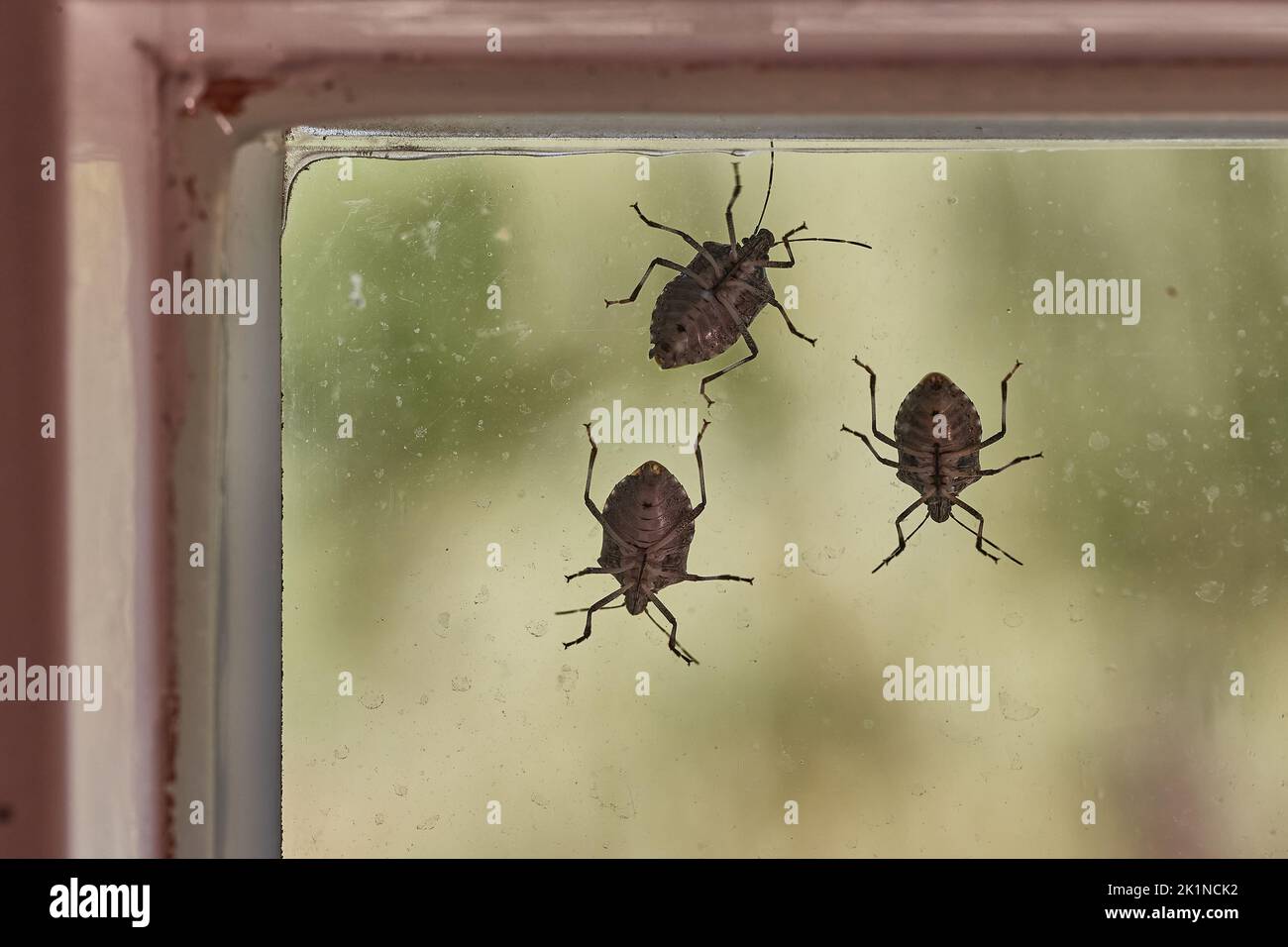 Bug puzzolizione closeup sulla finestra Foto Stock