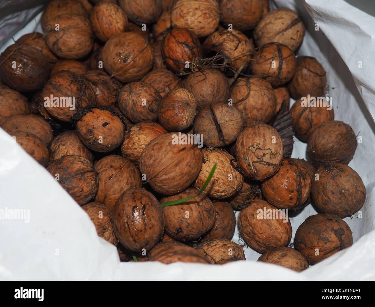 Noci bagnate raccolte in un sacchetto di plastica bianco durante l'autunno. Cibo di base in alimentazione vegetariana sana. Ingrediente biologico in alimenti sani. Foto Stock