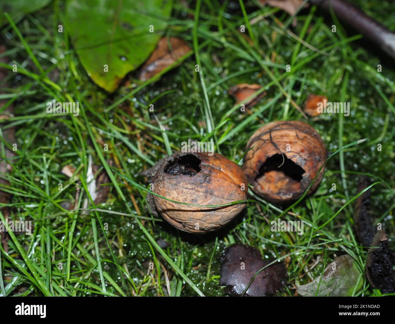 Noci con buchi fatti da pesti sull'erba verde. Noci mangiate da ratti, racoon, mouses o scoiattoli. Foto Stock