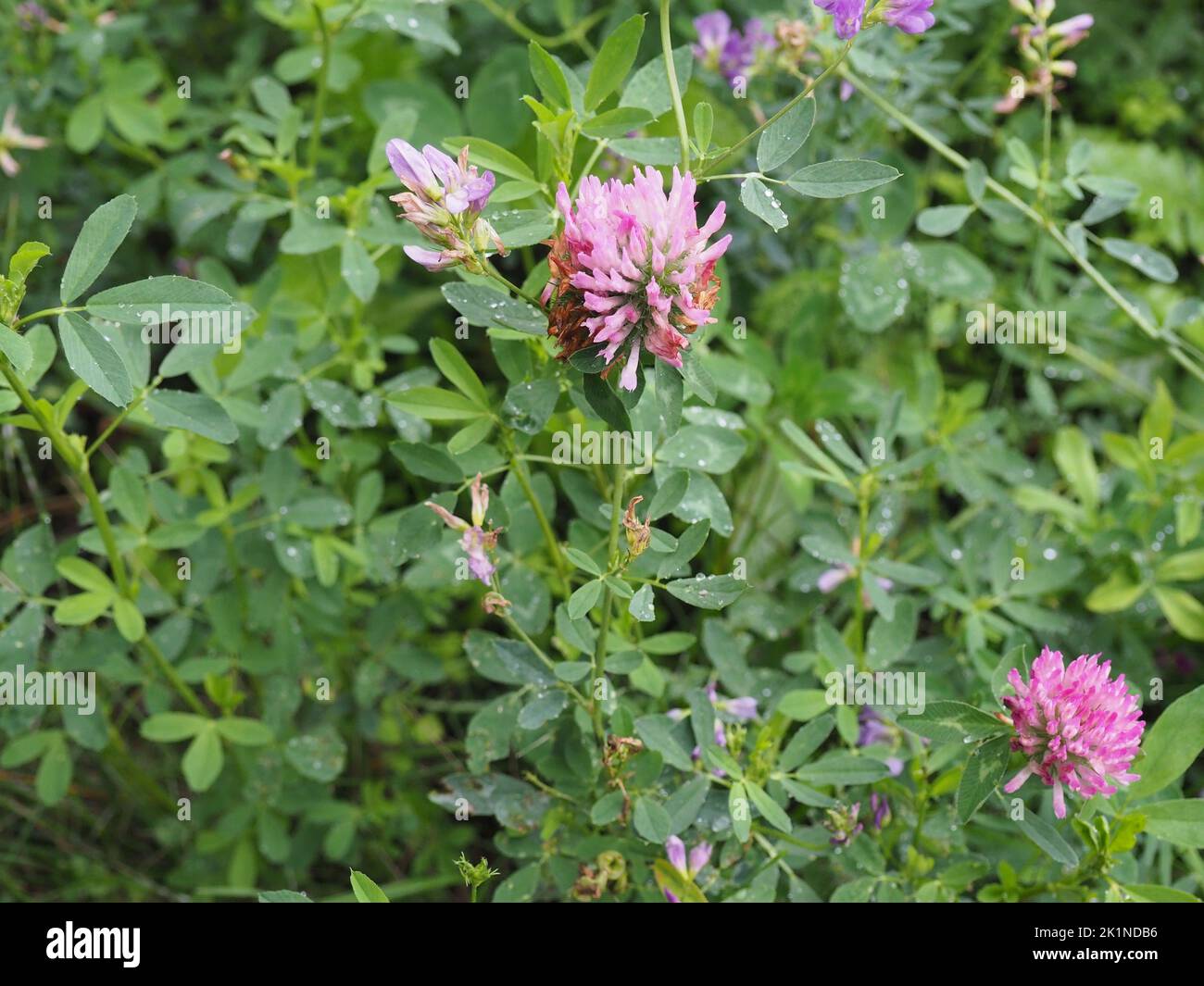 Fiori selvatici nella foresta o sul prato. Closeup porpora (trifolio purpurpureo). Foto Stock