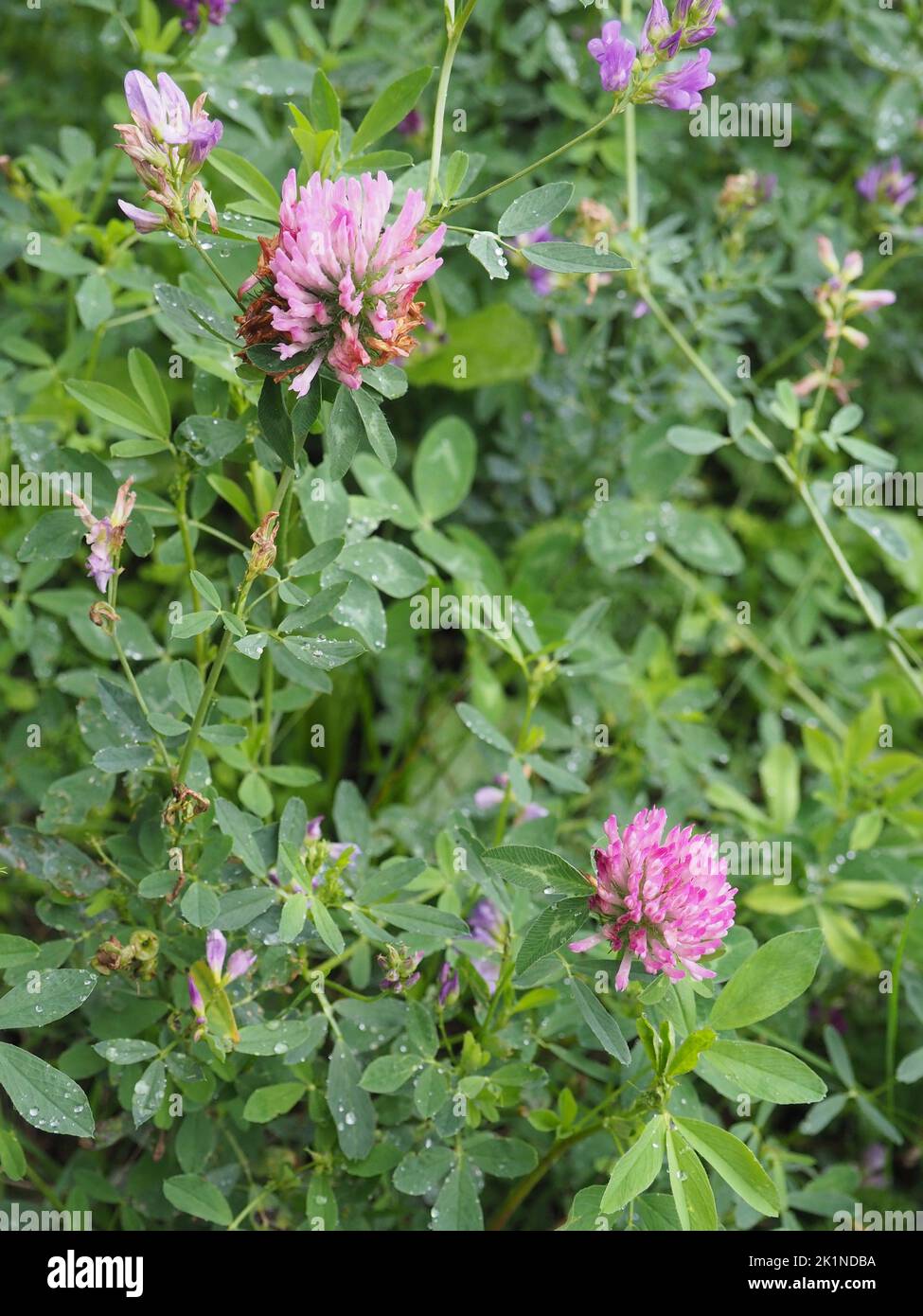 Fiori selvatici nella foresta o sul prato. Closeup porpora (trifolio purpurpureo). Foto Stock