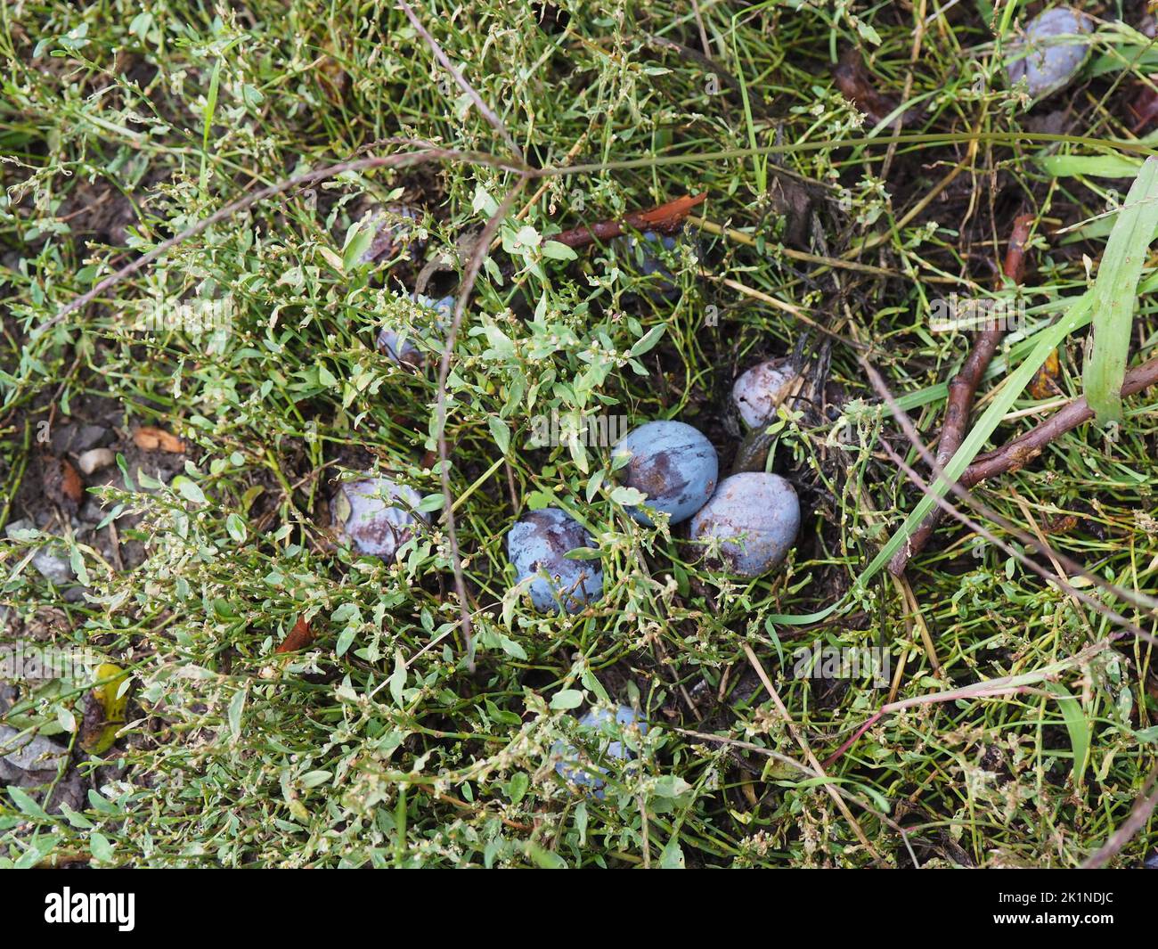 Prugne cadute sul terreno tra l'erba, prugne da raccogliere e da utilizzare nel brandy fatto in casa Foto Stock