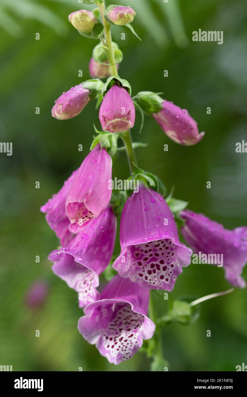 Primo piano di una pianta Digitalis, o 'foxglove', che si accende con i suoi fiori rossi. Ci sono gocce di acqua sulla pianta. Foto Stock