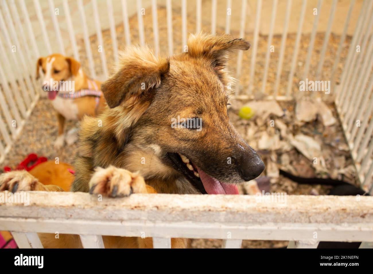 Goiânia, Goias, Brasile – 17 settembre 2022: Un cane da pelliccia, in mostra all'interno di una penna in una fiera di adozione degli animali a Goiania. Foto Stock