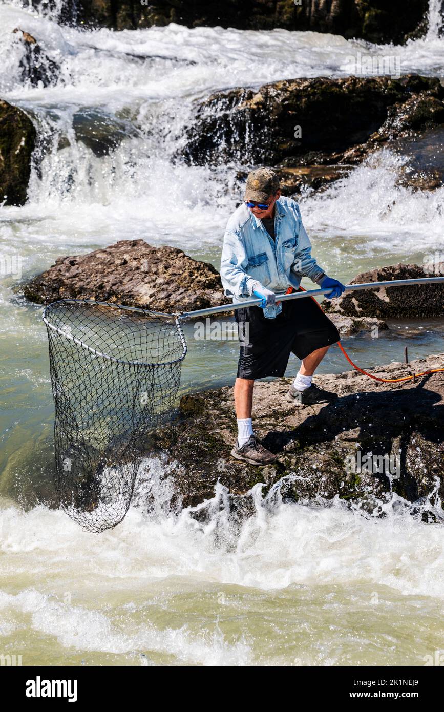 Prima nazione; Wet’suwet’en; gli uomini indigeni pescano a rete per la riproduzione di Sockeye Salmon, Bulkley River; Witset (Moricetown); British Columbia; Canada Foto Stock