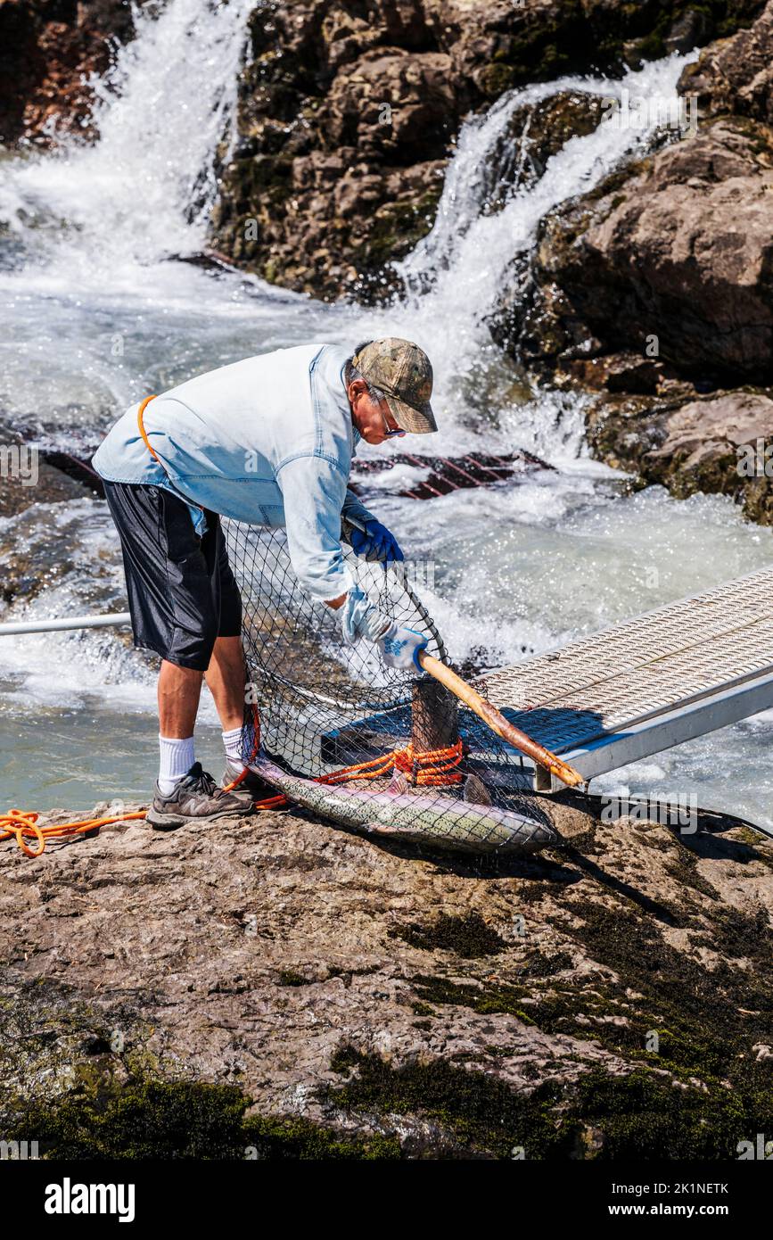 Prima nazione; Wet’suwet’en; gli uomini indigeni pescano a rete per la riproduzione di Sockeye Salmon, Bulkley River; Witset (Moricetown); British Columbia; Canada Foto Stock