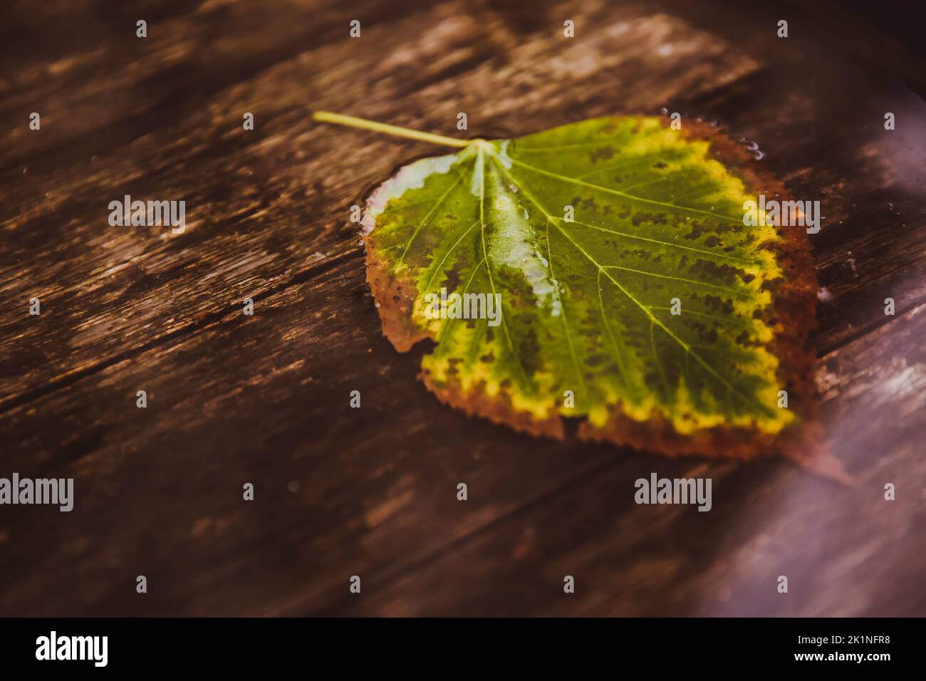 Singola foglia su acqua primo piano. Autunno. Sfondo di legno. Riflesso solare Foto Stock