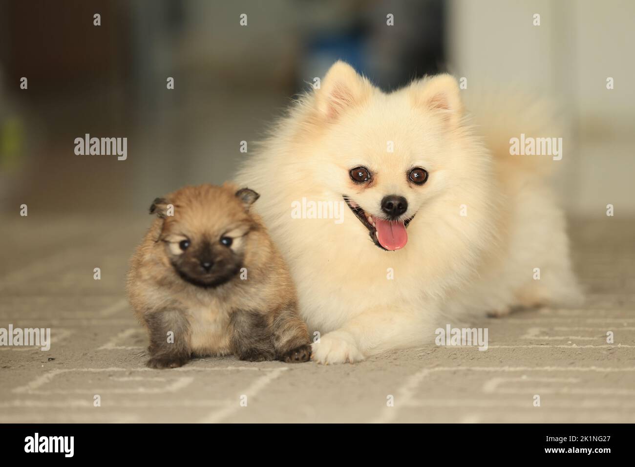 Famiglia di cani. mamma pomeranian, papà e cucciolo Foto Stock