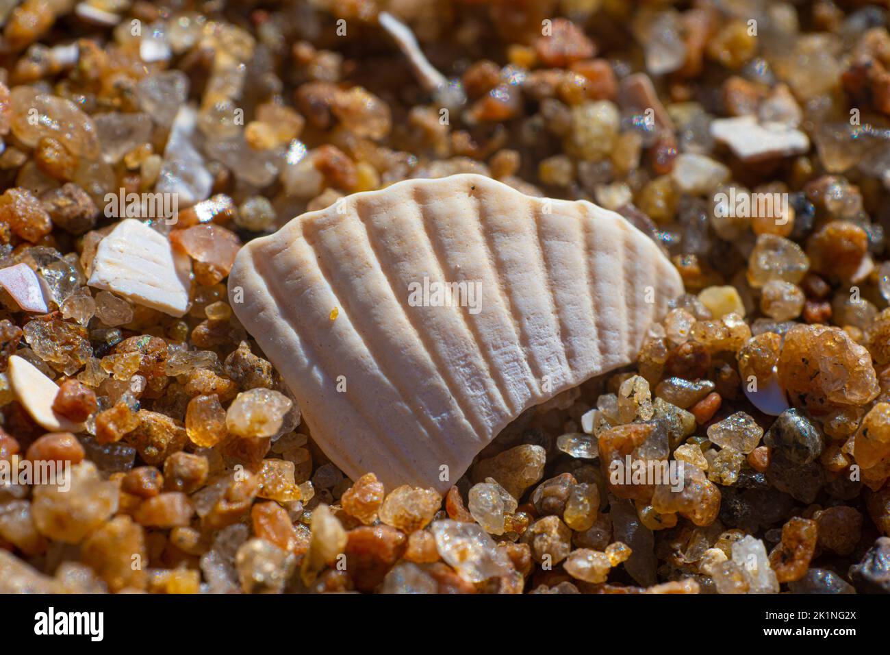 Macro foto di un piccolo frammento di guscio bianco parzialmente sepolto nella sabbia Foto Stock