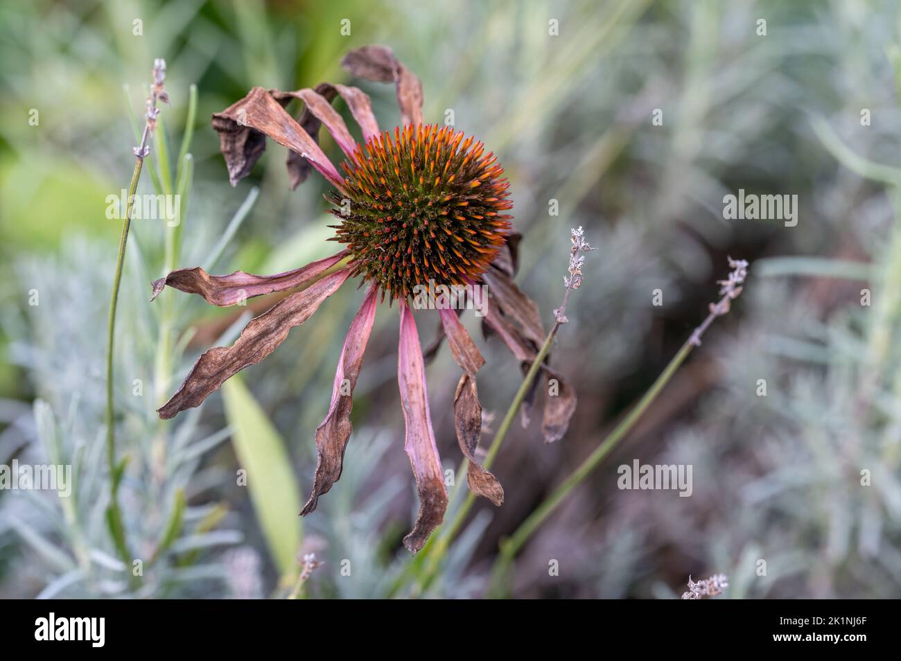 Fiore di porpora appassito fiorito in un letto di fiori a Norrköping durante l'estate in Svezia. Foto Stock