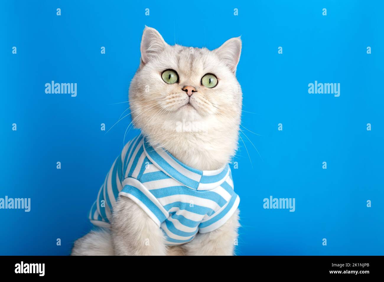 Ritratto di un divertente gatto bianco in abiti a righe su sfondo blu Foto Stock