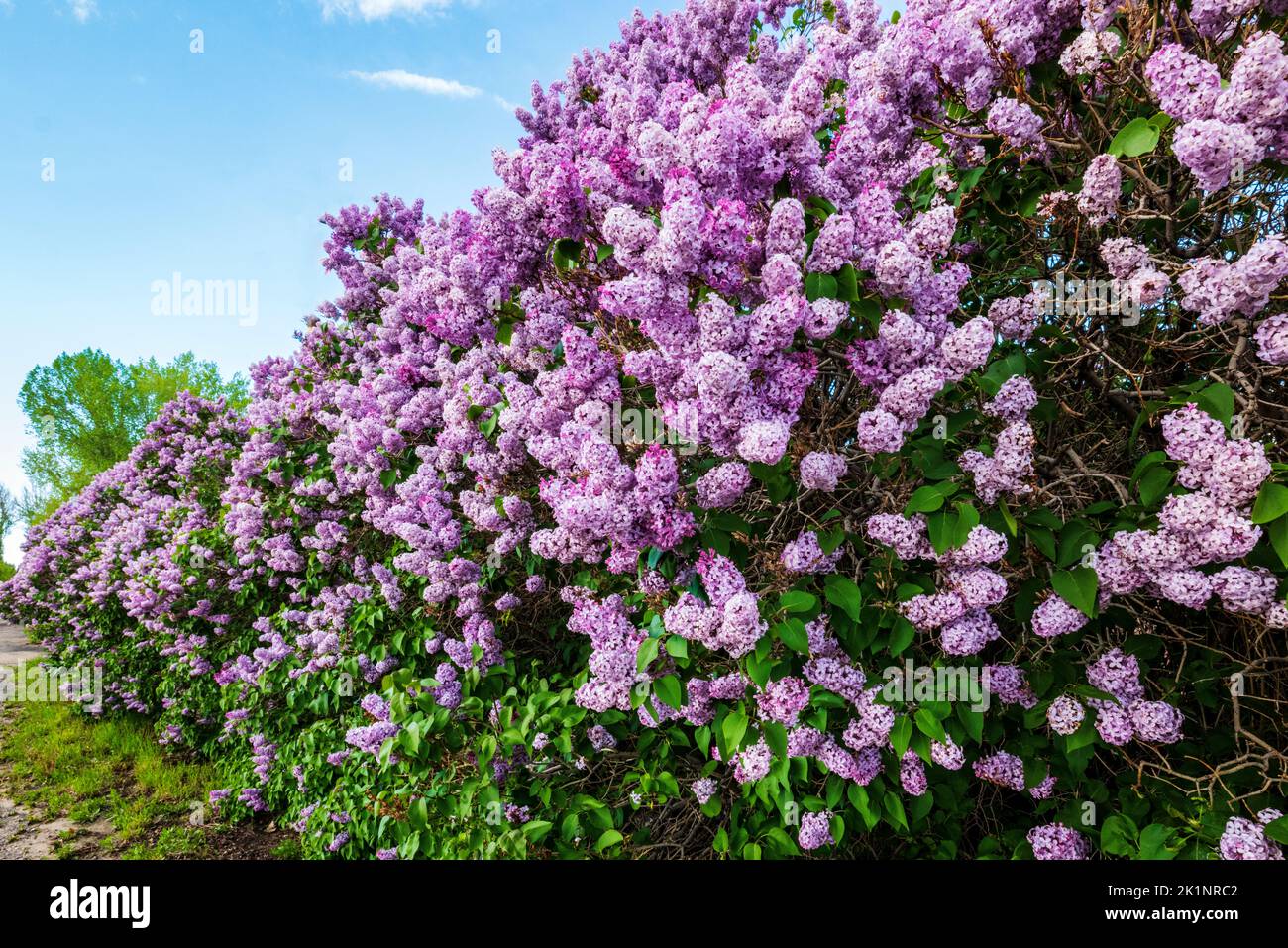 Cespugli lilla in piena fioritura estiva; Buffalo; Wyoming; USA Foto Stock