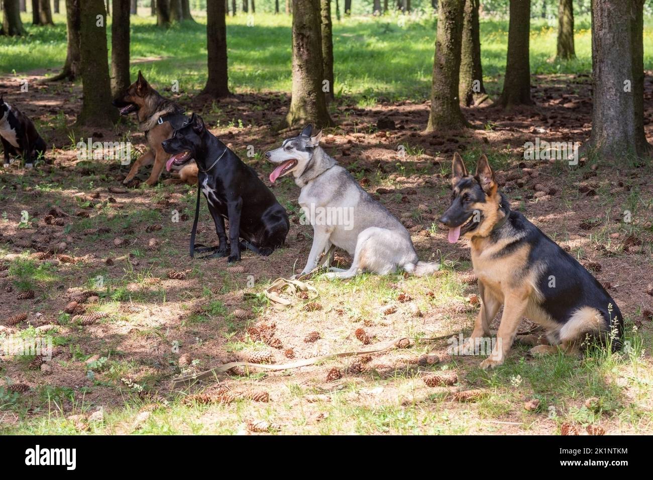 Doberman, cane da pastore e Husky sull'erba nella foresta. Foto di alta qualità Foto Stock