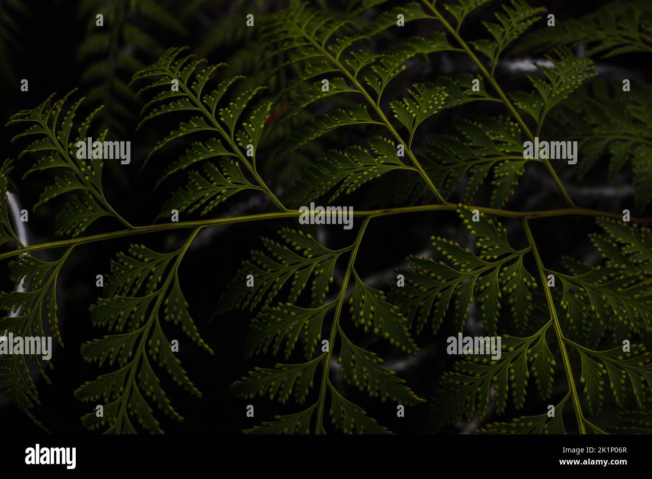 piante selvatiche e foreste tropicali di macro fotografia asia Foto Stock