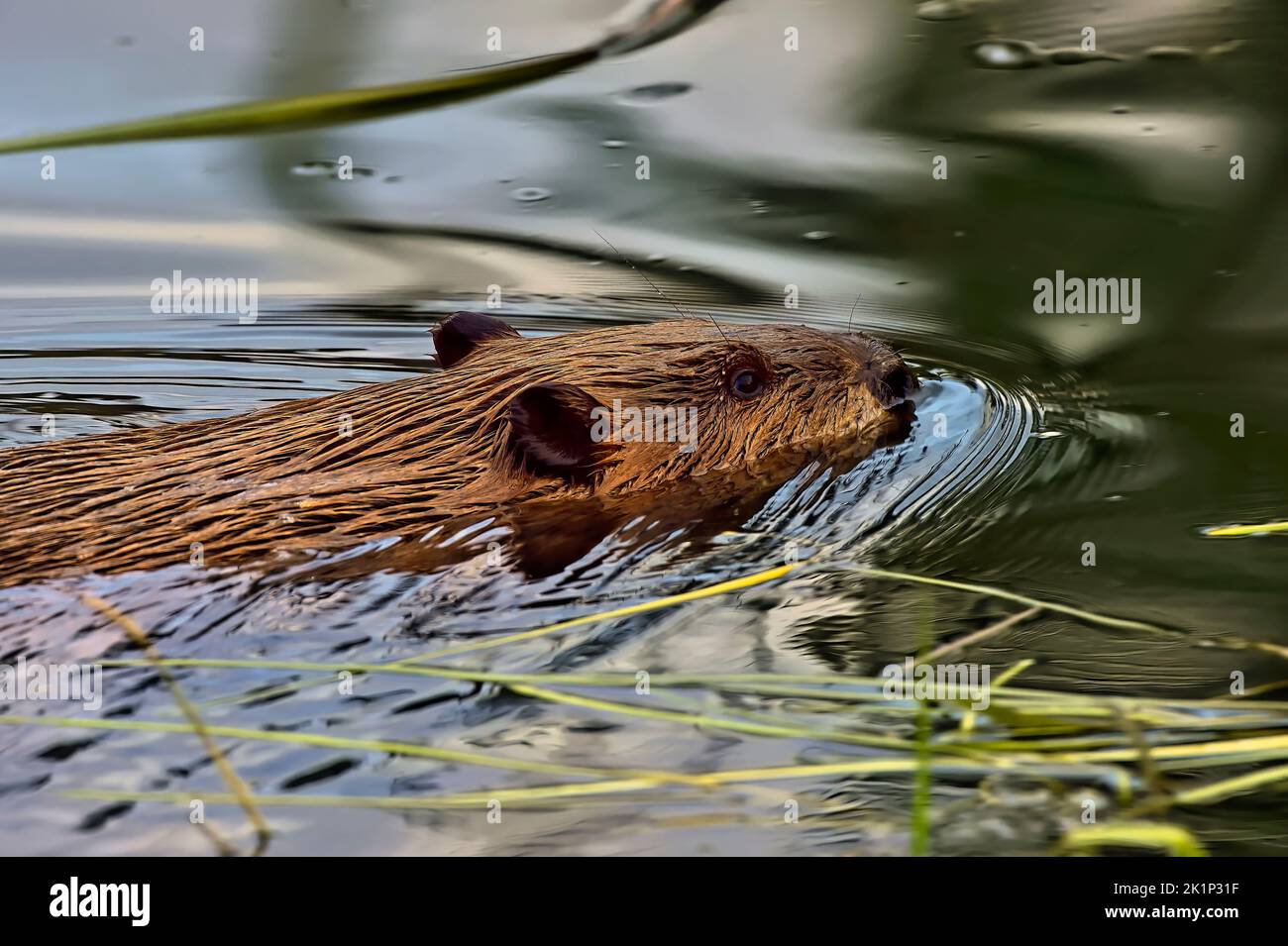 Un castoro adulto 'Castor canadensis', nuotando con un carico di erba palustre verde Foto Stock