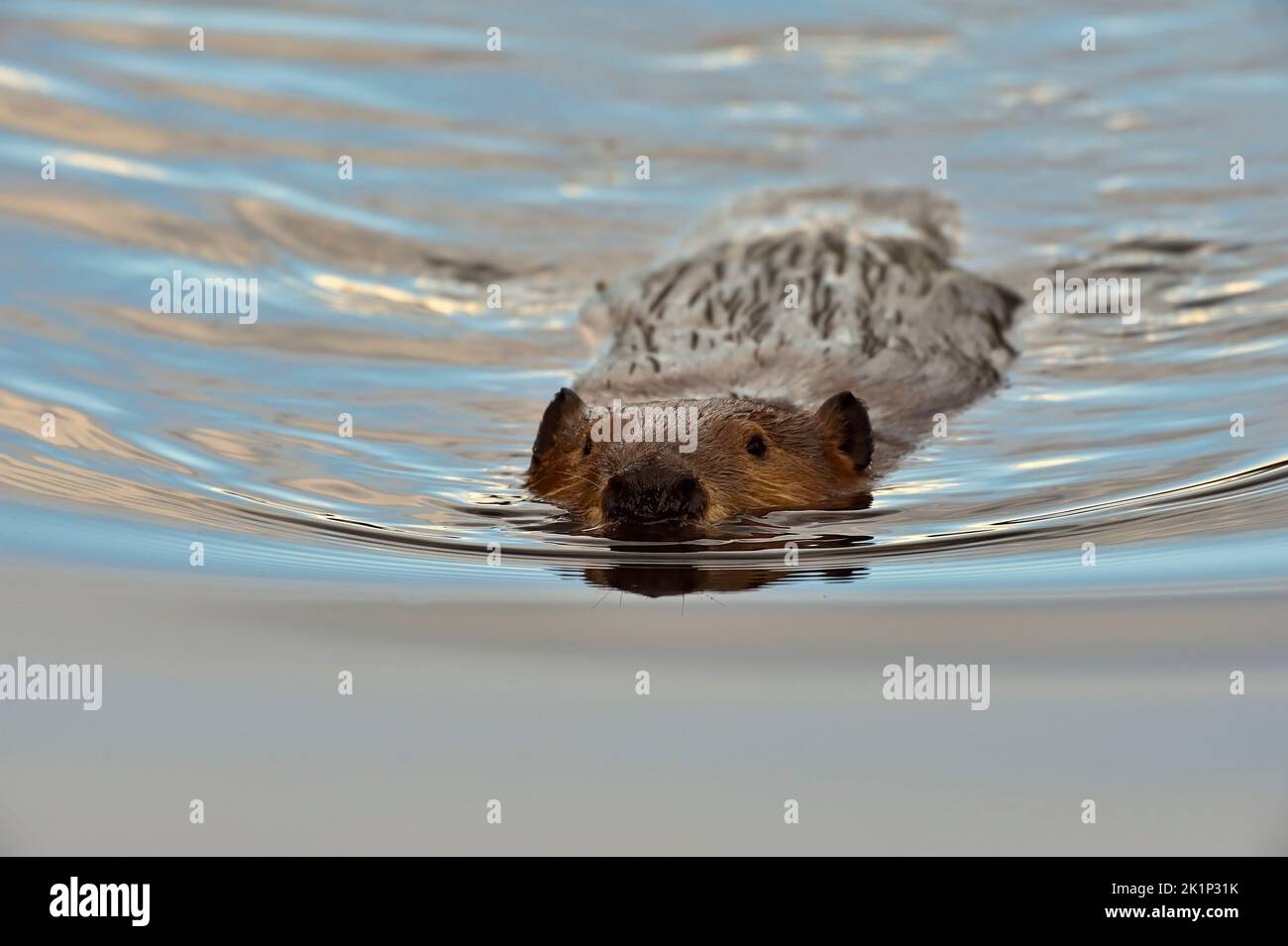 Un castoro adulto selvatico 'Castor canadensis', nuotando nella calma acqua del suo laghetto castoro. Foto Stock