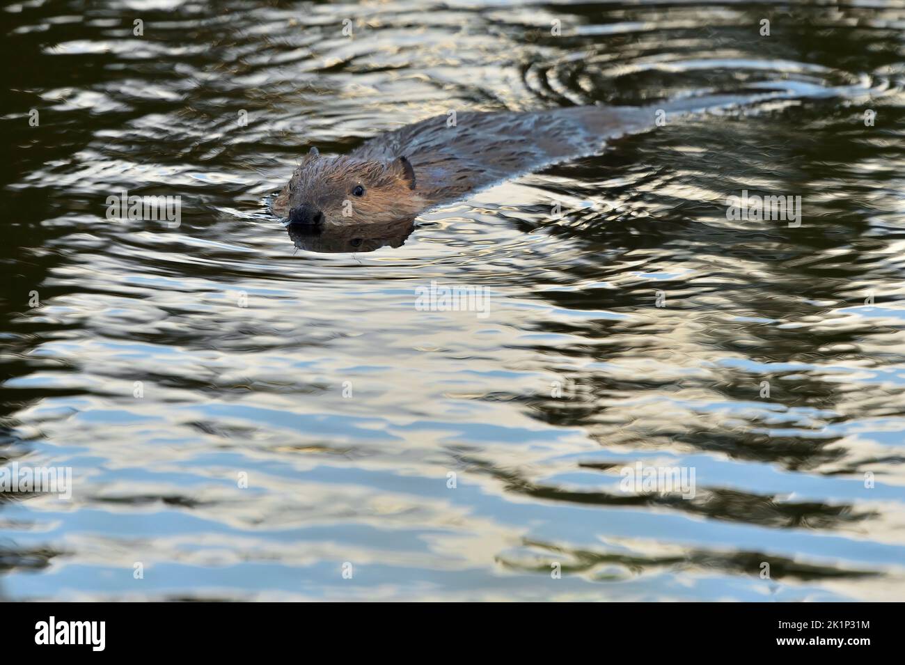 Un giovane castore 'Castor canadensis', nuoto nella sicurezza del suo stagno castoro casa Foto Stock