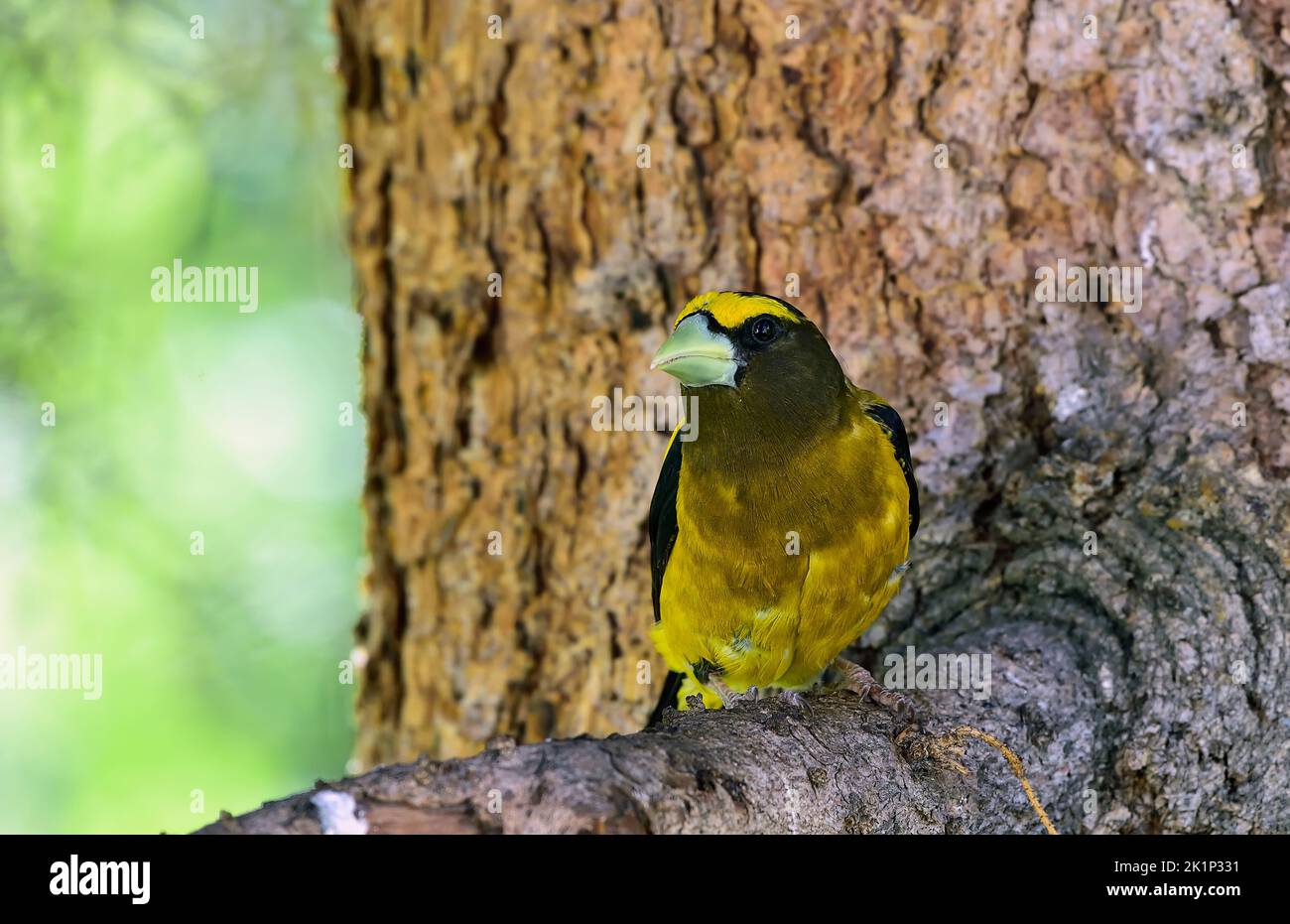 Un grossbeak maschile sera 'Coccothraustes vestruus', arroccato su un ramo di abete rosso nella rurale Alberta Canada. Foto Stock