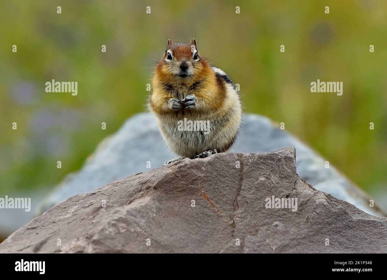 Uno scoiattolo dal pavimento dorato, Callospermophilus lateralis; seduto su una grande roccia per una migliore vista dei suoi dintorni. Foto Stock