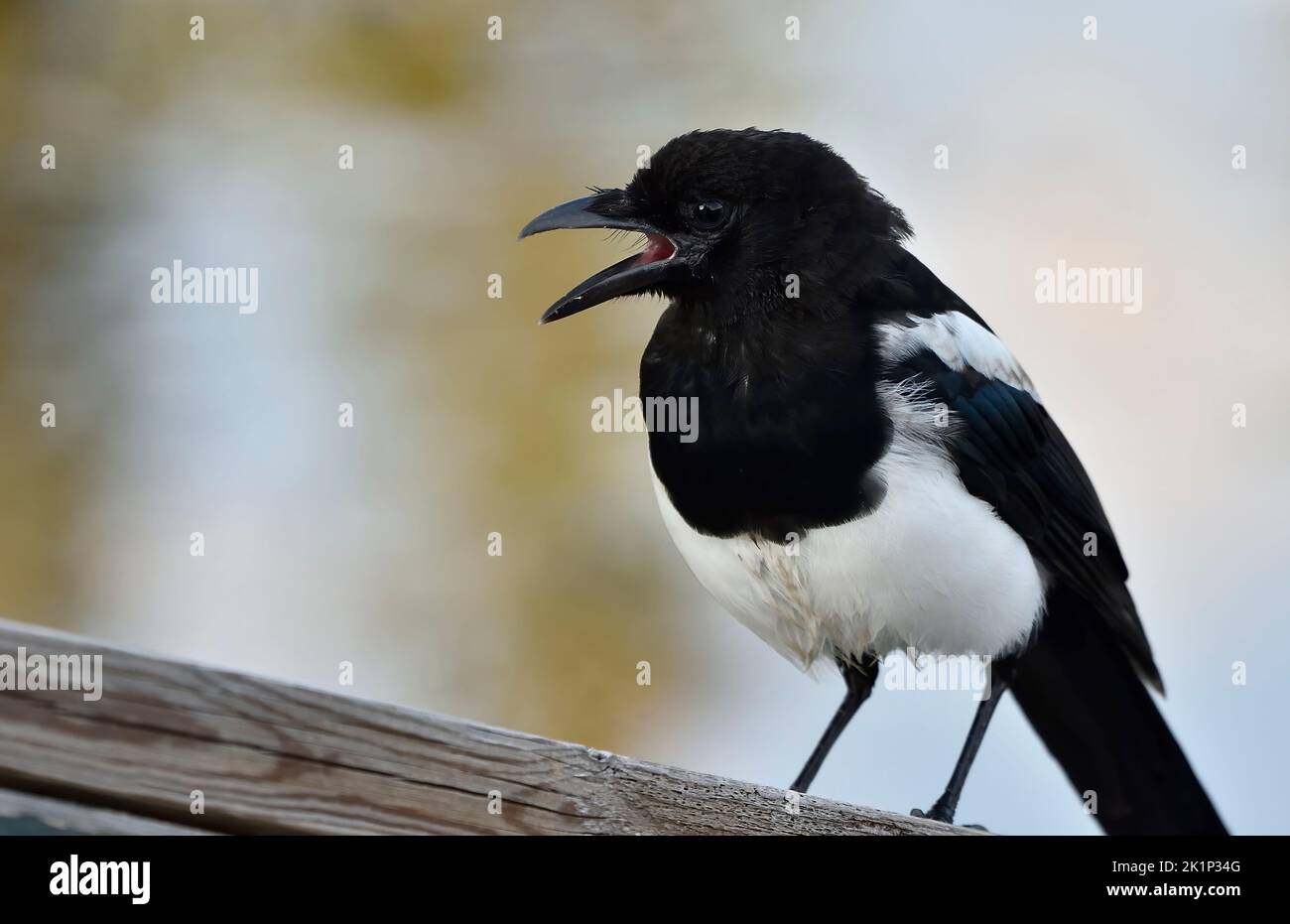 Un giovane uccello selvatico Magpie 'Pica pica', che è vocale per attrarre i suoi genitori Foto Stock