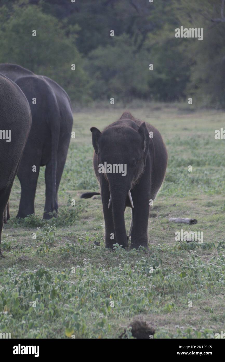 Elefanti dello Sri Lanka nel selvaggio Foto Stock