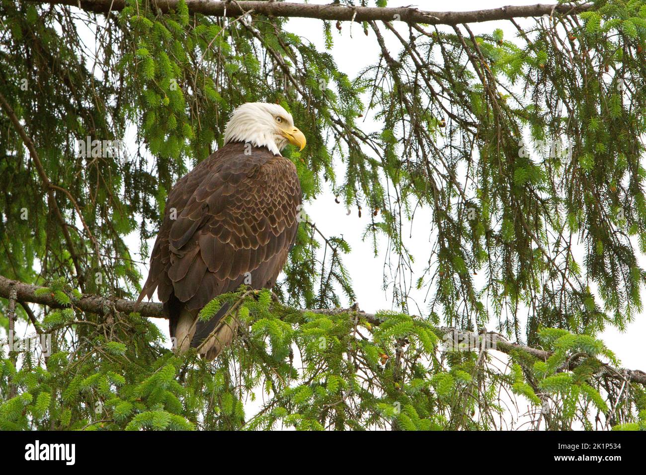 Un'aquila baldana (Haliaeetus leucocephalus) arroccata in un abete douglas lungo la costa a Prince Rupert, British Columbia, Canada Foto Stock