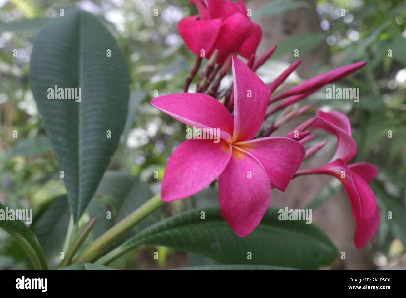 Fiori nel mio giardino Foto Stock