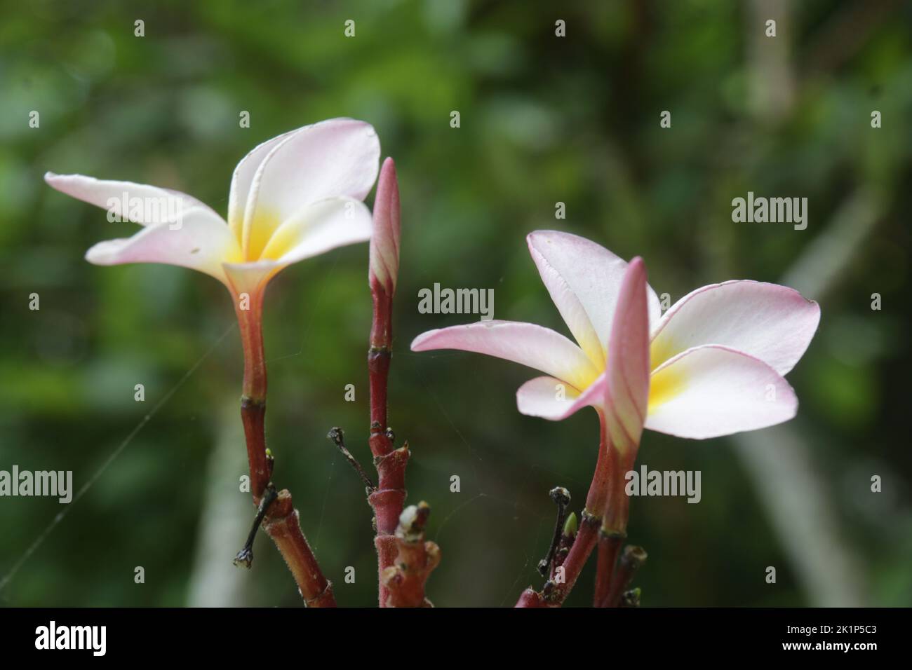 Fiori nel mio giardino Foto Stock