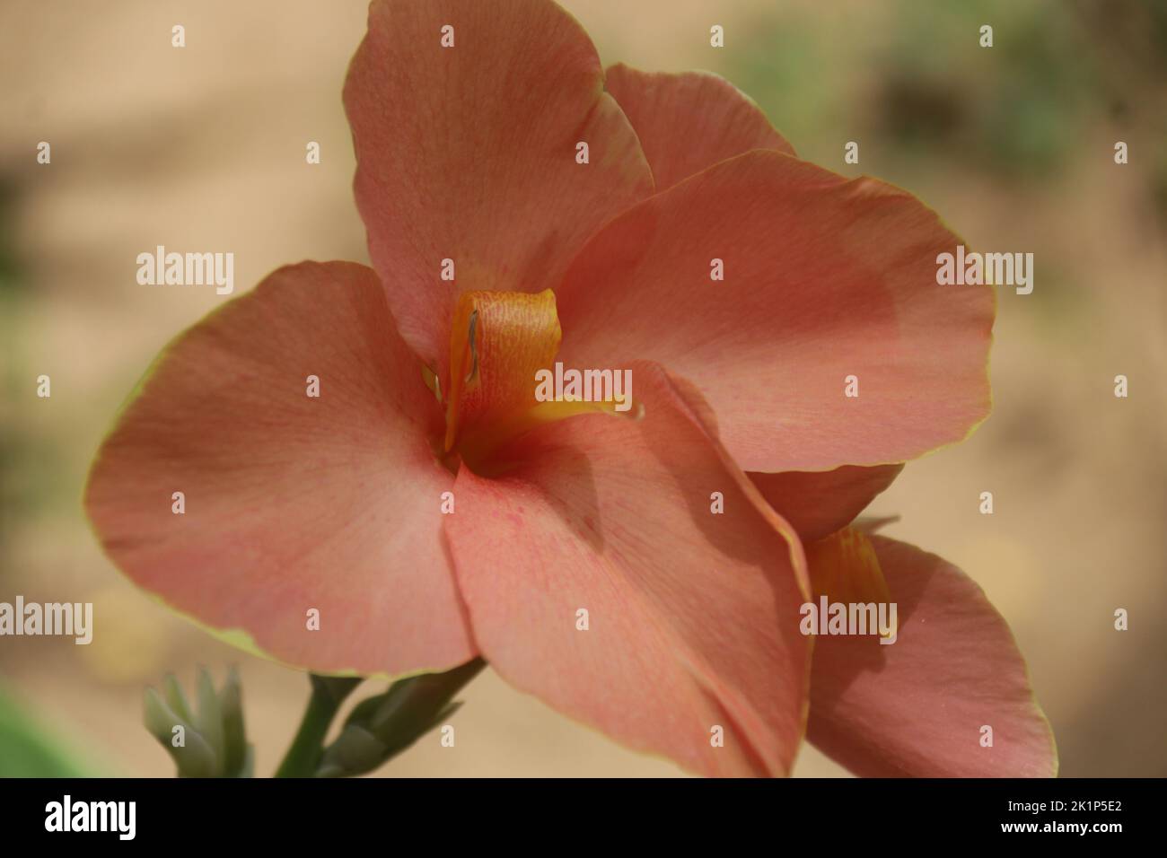 Fiori nel mio giardino Foto Stock