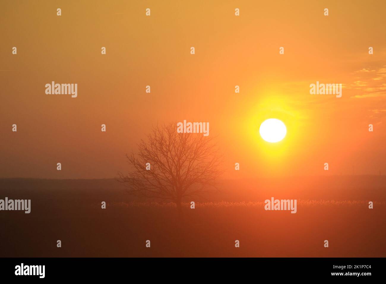 Silhouette di un albero solitario alla luce del sole arancione. Foto Stock